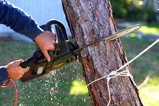 Professional Tree Removal Services in Queens Gate, PA