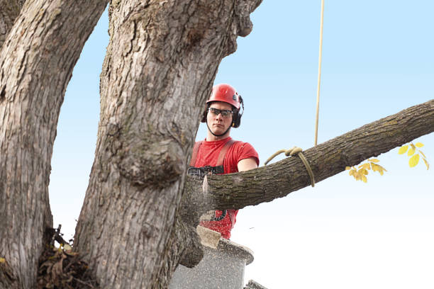 How Our Tree Care Process Works  in  Queens Gate, PA